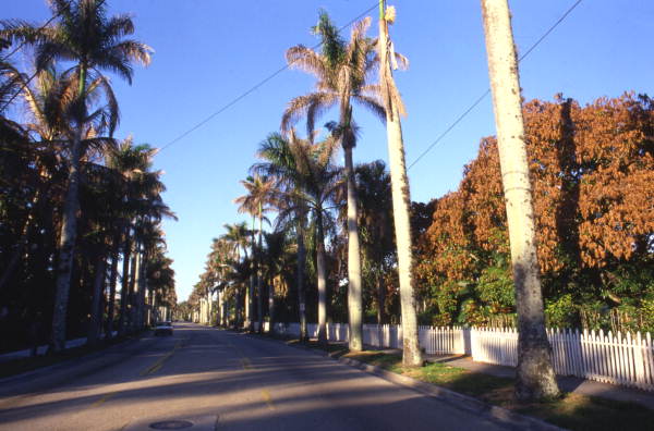 McGregor Boulevard lined with palm trees in Ft. Myers.