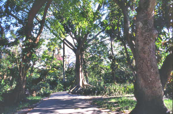 Landscaped grounds of the Thomas Edison home at the Edison-Ford Winter Estates tourist site in Fort Myers.