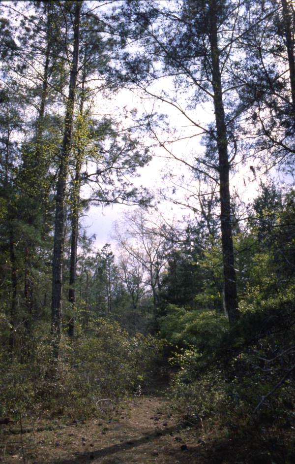 Close-up view of trees at San Felasco Hammock Preserve State Park in Gainesville.