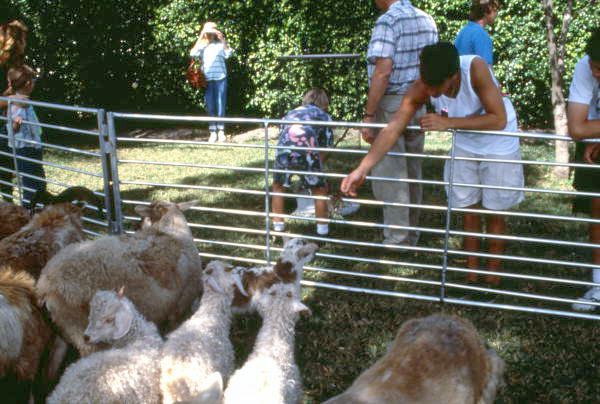 Petting zoo set up during Florida Derby Day at the Gulfstream Park Race Course in Hallandale.