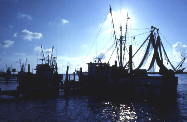 Close-up view of shrimp boat silhouettes at the fishing village of Mayport.