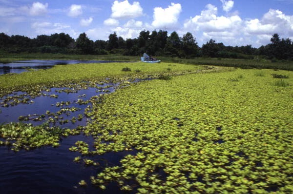 Distant view of an airboat riding on Lake Istokpoga in Lake Placid.