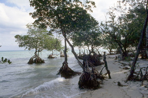 Mangrove plants along the shore of a barrier island at Bear Cut in Miami.