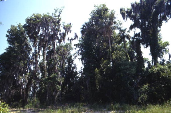 Trees in Crystal River near the Three Sisters Springs.