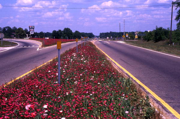 Wildflowers along U.S. Highway 98 in Medart.