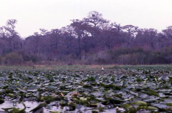 River Styx swamp near Cross Creek in Alachua County.