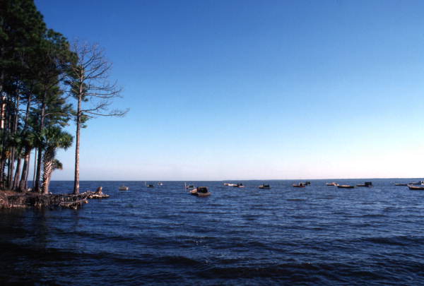 Oyster boats at Indian Pass.