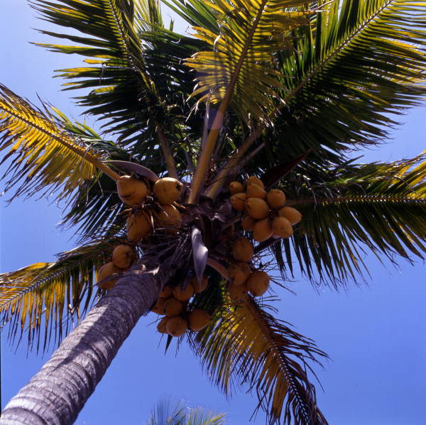 Close-up view of coconut palms on Hutchinson Island, Florida.