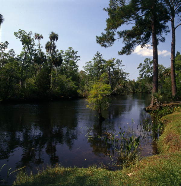 Scenic view of river in Citrus County, Florida.