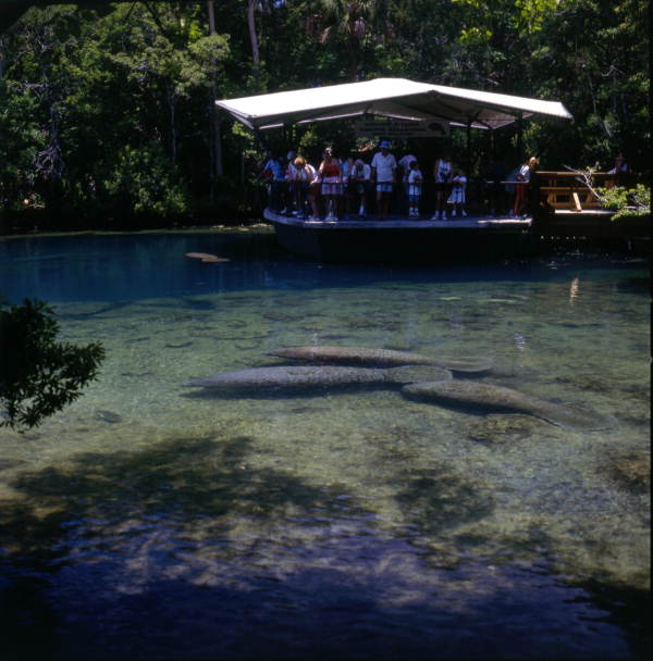 Manatees at Homosassa Springs, Florida.