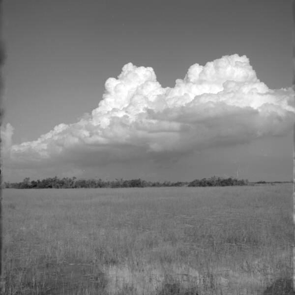 Scenic view showing the wet prairie land at Shark Valley - Everglades National Park, Florida.