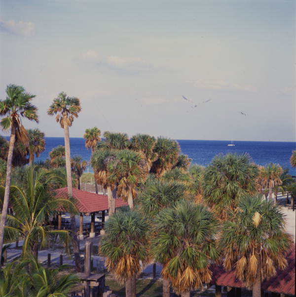 View showing palm trees at South Miami Beach.