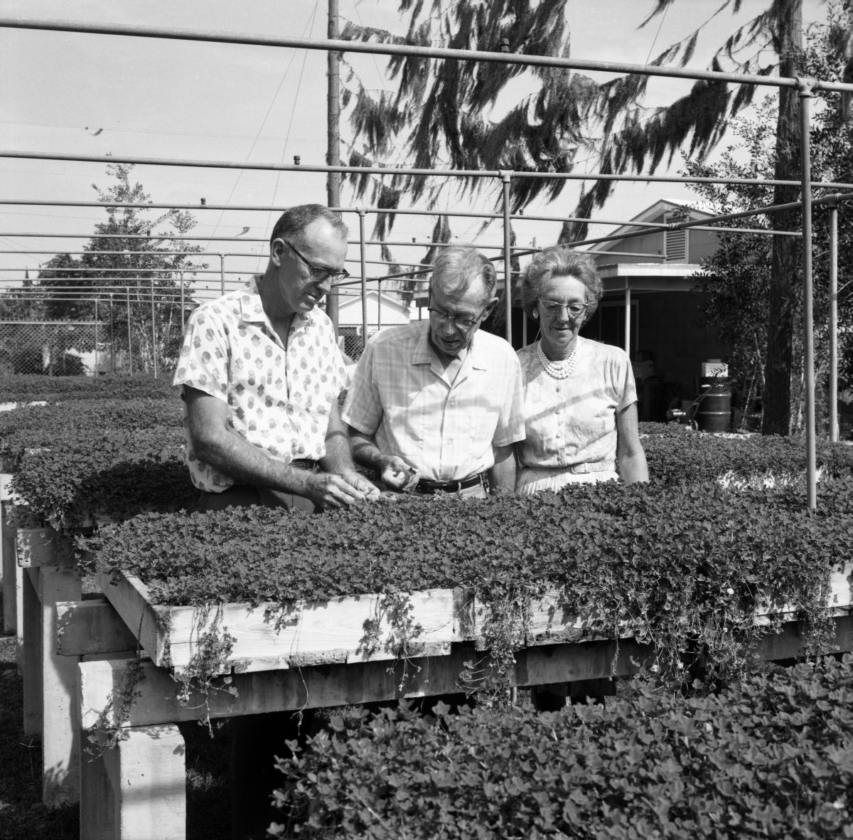 Four leaf clover crop being inspected at the Daniels Clover Specialty Co. farm in St. Petersburg.