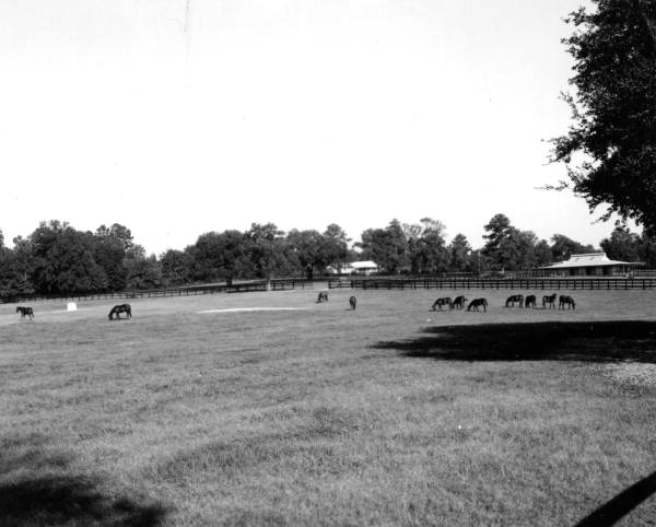 Horses grazing in one of the many fine pastures of Ocala