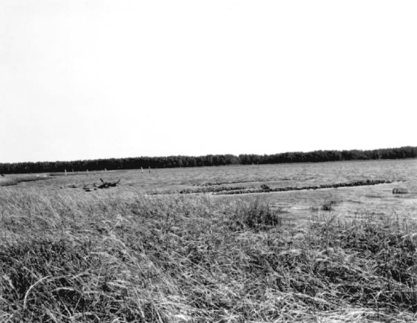 Panacea marshland