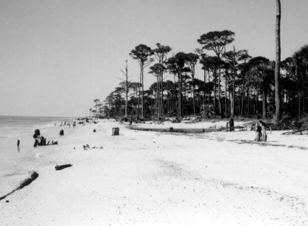 Driftwood on the beach - Saint Joseph, Florida