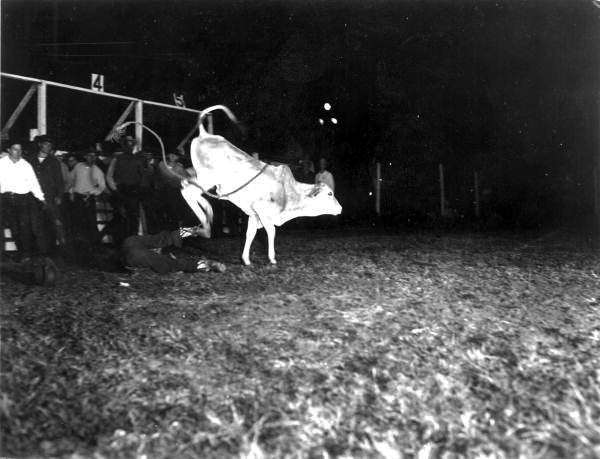 Larry Cowart loses out to a brahman calf - Lakeland, Florida