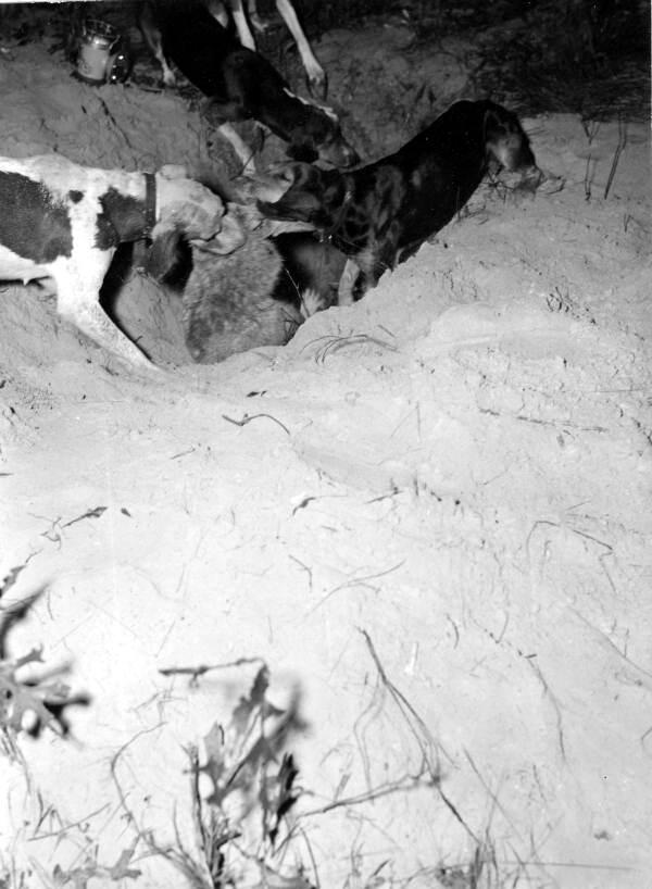 A raccoon being dragged out of a hole by dogs - Homosassa Springs, Florida
