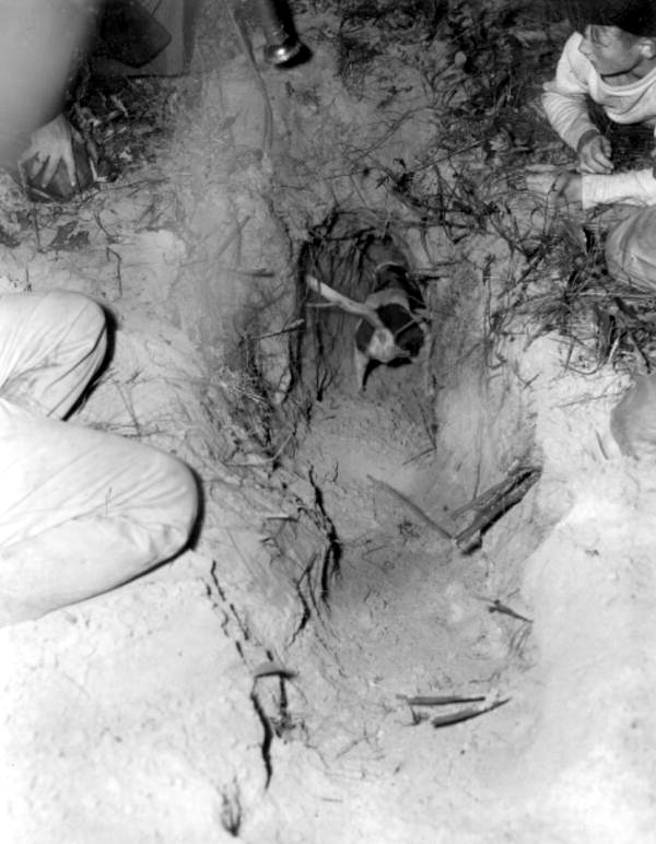 A dog digging tunnel for hunting raccoon - Homosassa Springs, Florida