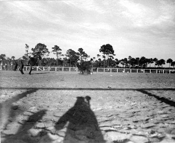 Cowboy attempting to rope a calf - New Smyrna Beach, Florida.