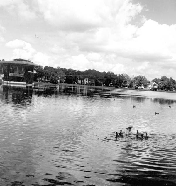 Wild ducks in Orlando