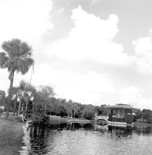 Wild ducks - Orlando, Florida