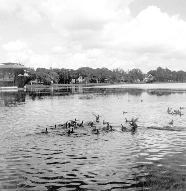 Flock of wild ducks - Orlando, Florida