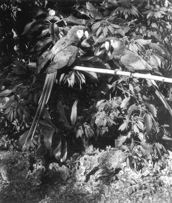 Parrots at Parrot Jungle - Miami, Florida.