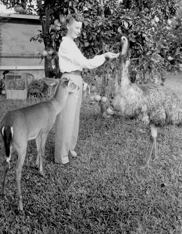 Ruth M. Gibson feeds an emu next to a deer at the Rare Bird Farm in Kendall