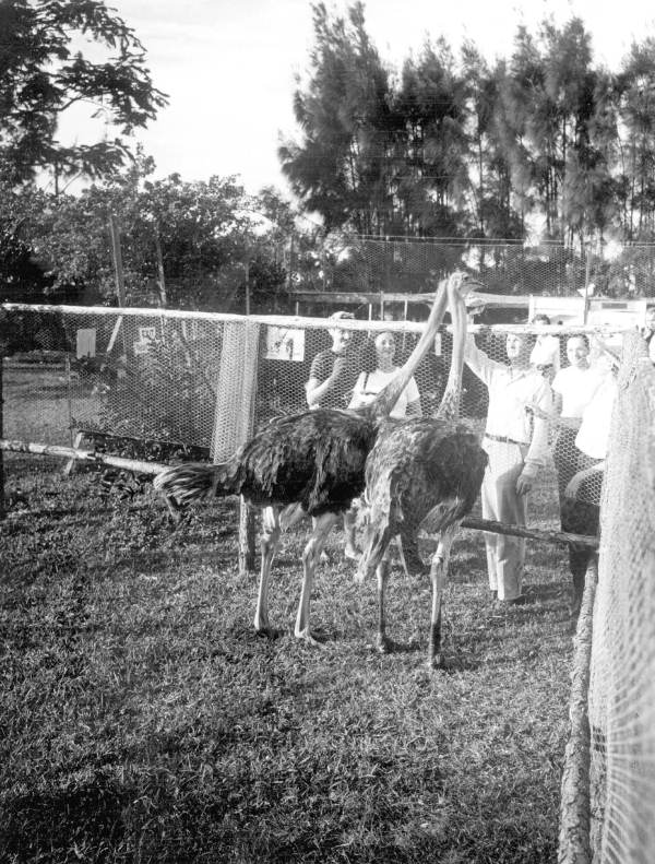 Ostriches at a rare bird farm in Kendall