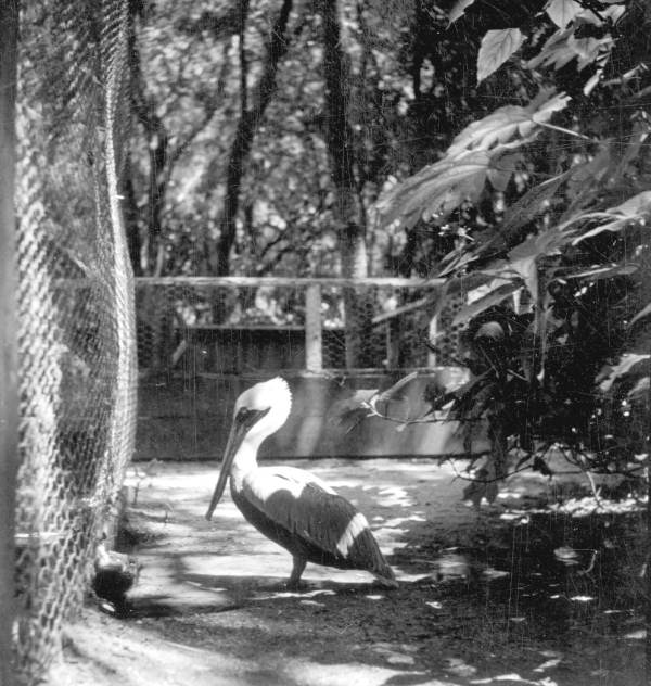 Pelican