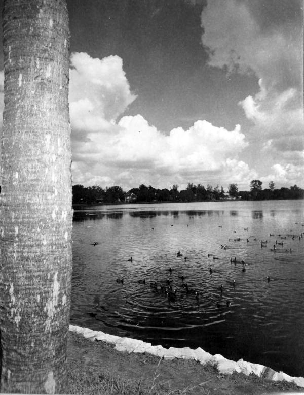Group of wild ducks in a lake - Orlando, Florida