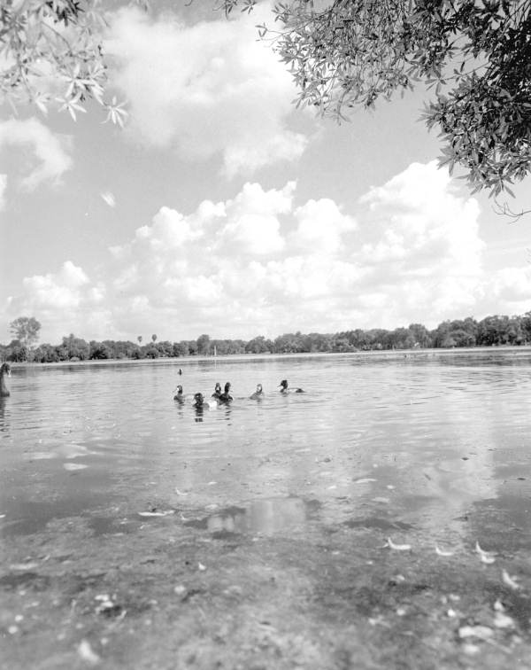 Wild ducks - Orlando, Florida