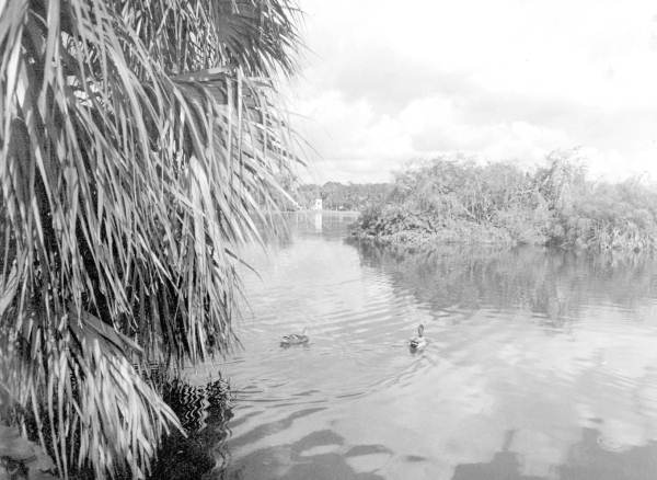 Wild ducks - Orlando, Florida