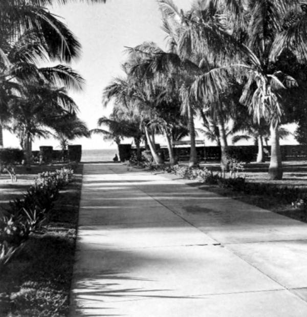 Palm trees lining a sidewalk - Key West, Florida