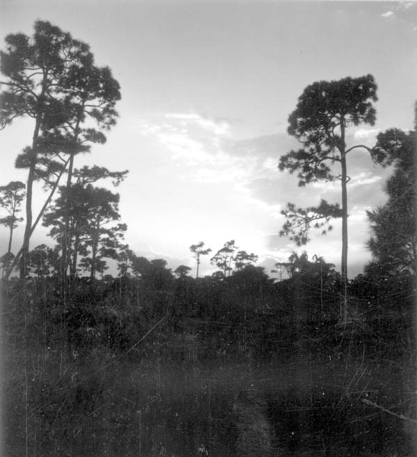 Sunset and the trees - Fort Lauderdale, Florida .