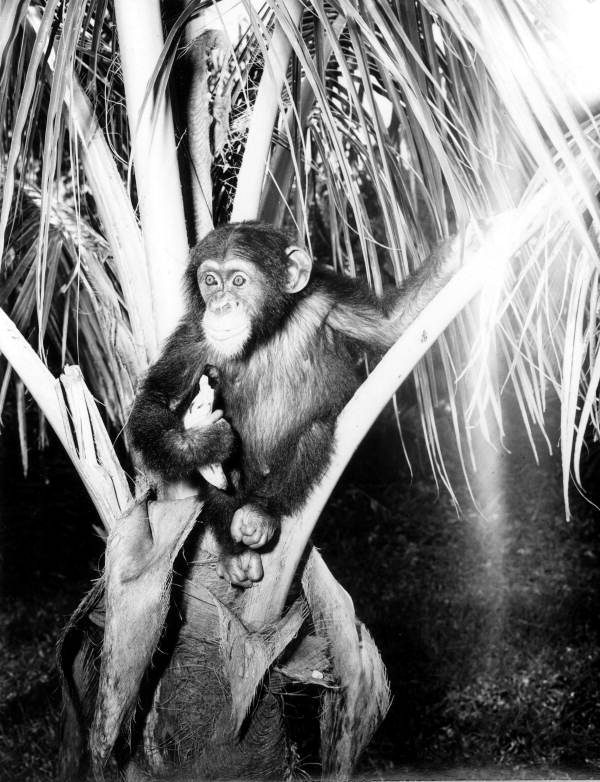 Chimpanzee with banana in a tree at Monkey Jungle - Miami, Florida.