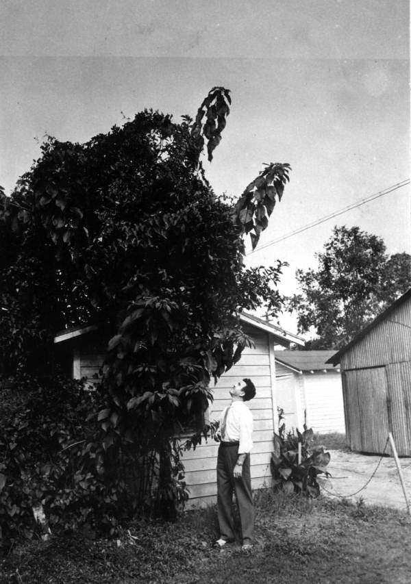 A man looking up at a tall poinsettia tree - Jacksonville, Florida.