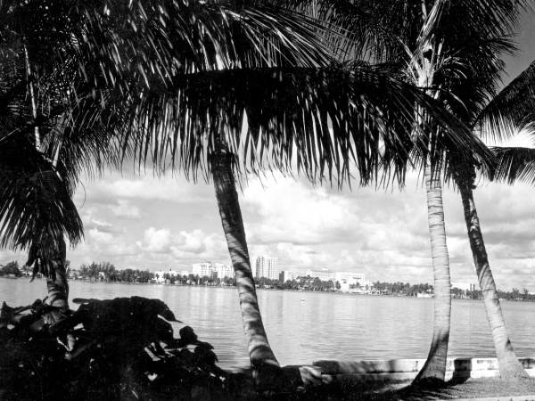 Palm trees along Lake Worth with West Palm Beach in background - Palm Beach, Florida.
