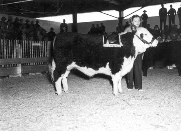 Young Mary Edna Jackson with her 13 month old grand champion steer - Ocala, Florida