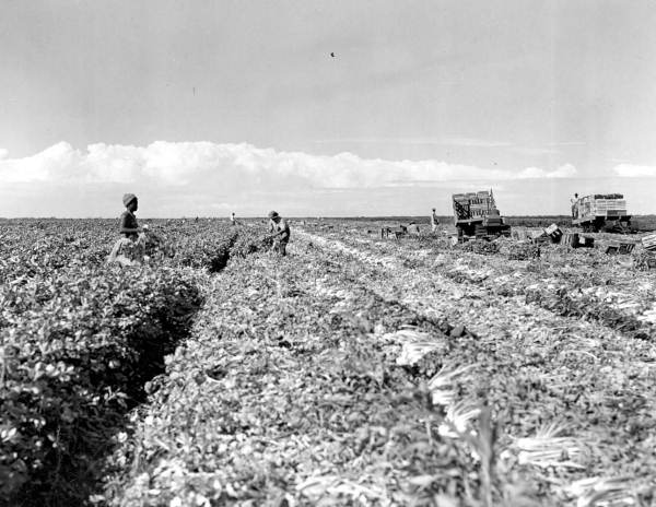 Laborers harvesting celery - Belle Glade, Florida.