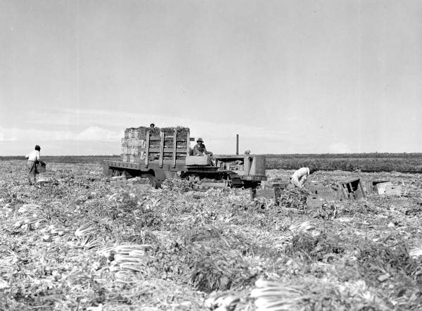 Cutting and loading celery into field crates - Belle Glade, Florida.