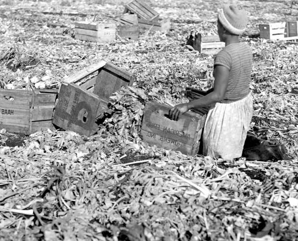 Laborer crating celery - Belle Glade, Florida.