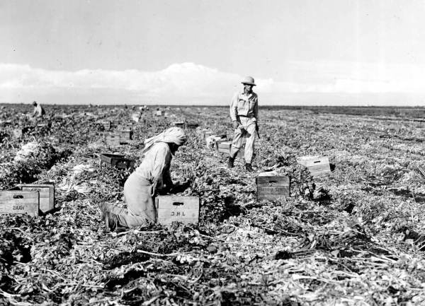 Cutting and loading celery into field crates - Belle Glade, Florida.