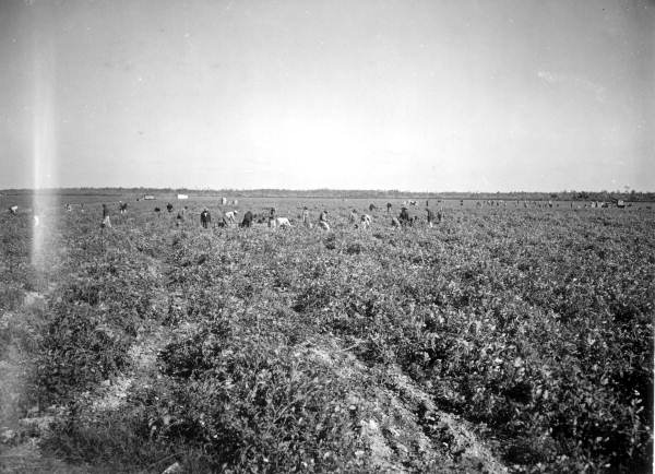 Tomato fields - Perrine, Florida