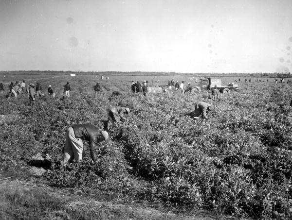 Tomato harvesting - Perrine, Florida