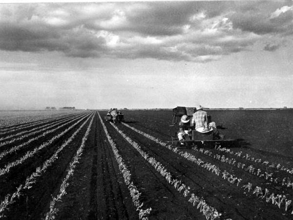 Two celery planting machines in a celery field - Belle Glade, Florida.