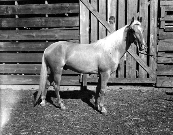 Muggins, fine young Palomino stallion by Emperor Maxmillan - Ocala, Florida