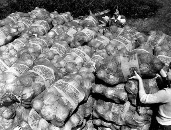 Stacked bags of cabbage at the Beach & Parker Farm - Elkton, Florida