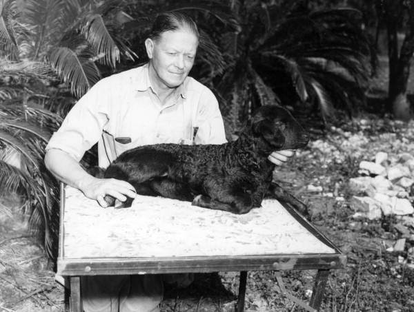 Mr. Bill Davis with 1-month-old Karakul lamb Resene at his ranch - Irvine, Florida